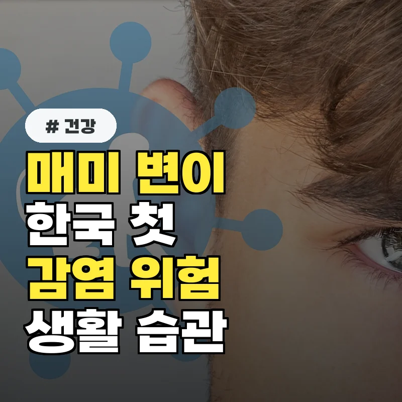 매미 변이 한국 첫 발견, 숨어있는 감염 위험 피하는 필수 생활 습관