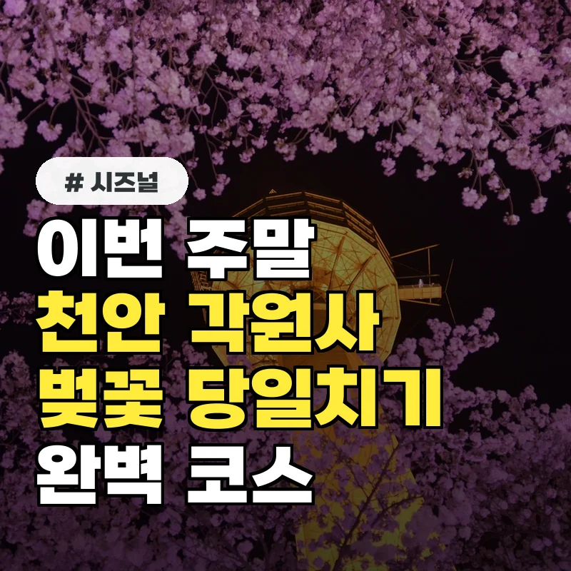 이번 주말 천안 각원사 벚꽃 보러 갈 당신! 당일치기 완벽 코스
