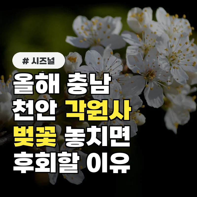 올해 충남 천안 각원사 벚꽃, 당장 가야 하는 진짜 이유 3가지